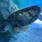 De L'eve: Beachside Family Retreat With Private Parking