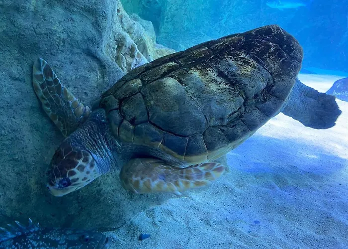 De L'eve - T2 A 380m M Hulot Et Commerces - St Marc Sur Ideal Famille Proche La Baule P0rnichet Avec Parking Prive